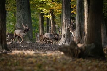 Dama dama and an important period of the year, the female rut.