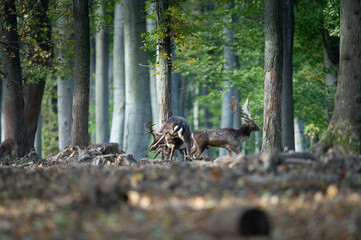 Dama dama and an important period of the year, the female rut.