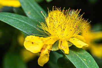 yellow flower with dew