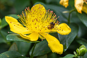 yellow flower in the garden