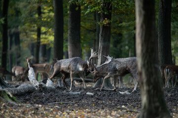 Dama dama and an important period of the year, the female rut.