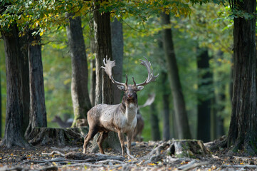 Dama dama and an important period of the year, the female rut.