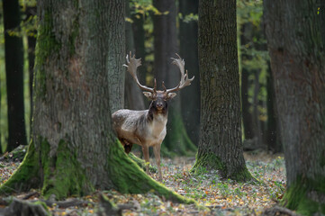 Dama dama and an important period of the year, the female rut.