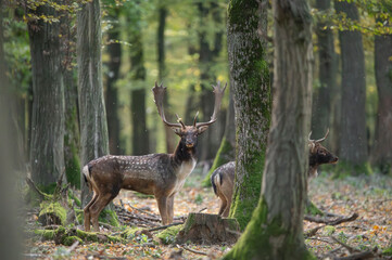 Dama dama and an important period of the year, the female rut.