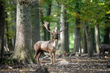 Dama dama and an important period of the year, the female rut.