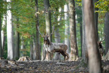 Dama dama and an important period of the year, the female rut.