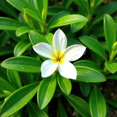 Fototapeta premium Delicate snow-white bloom nestled among lush green foliage, flowers, snow white flower