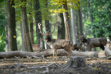 Dama dama and an important period of the year, the female rut.