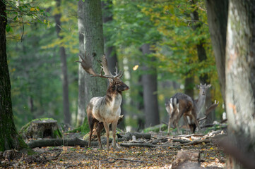 Dama dama and an important period of the year, the female rut.
