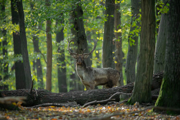 Dama dama and an important period of the year, the female rut.