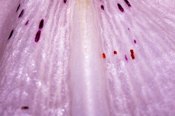 Abstract Petal Close Up of a Lily Flower in Pink with Veins and Lines