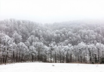 Winter Wonderland: Snow Covered Forest Landscape