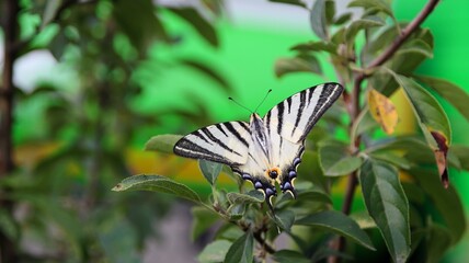 Iphiclides podalirius - erik kırlangıçkuyruğu