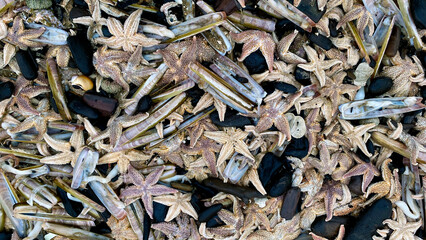 shore North Sea stone sand dead animal storm Scheveningen Netherlands The Hague