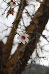 Flor de Almendro floreciendo