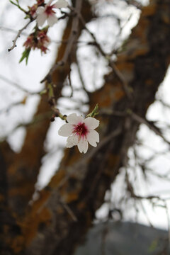 Flor de Almendro floreciendo