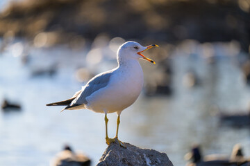Seagull Squawks on Rock in La Mesa