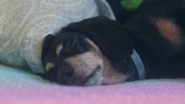 Dachshund breed dog sleeping in a bed