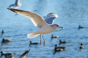 Seagull in flight