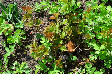 some seedlings growing from the tree stump close up 