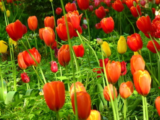 Spring tulips in a city