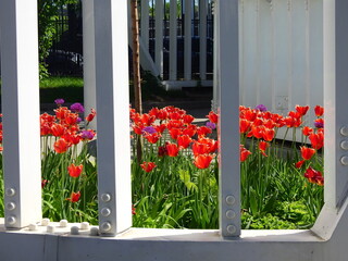 Spring tulips in a city