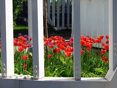 Spring tulips in a city