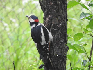 Spotted woodpecker in garden in June