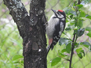 Spotted woodpecker in garden in June