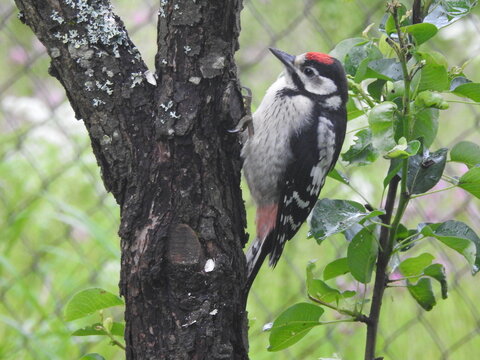 Spotted woodpecker in garden in June