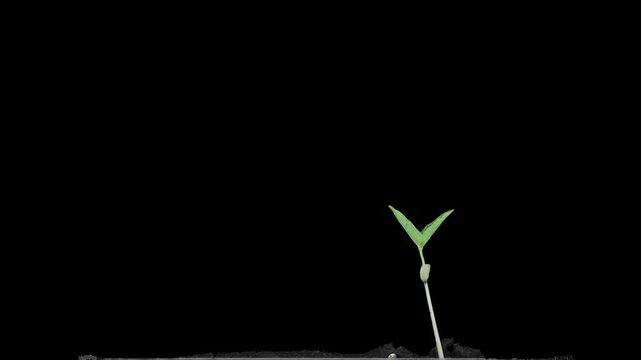 Germinating and growing mung beans in a rhizobox