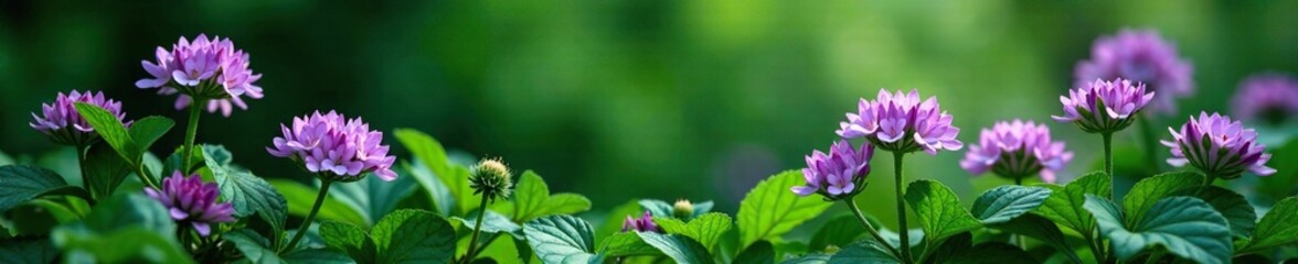 Obraz premium Dense green foliage surrounds delicate purple flowers, flowers, botanicals, herb