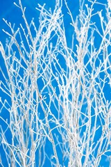 Frost Covered Branches Winter Wonderland, Icy Twigs Against Blue Sky