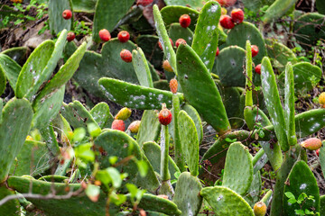 A cluster of prickly pear cactus with red fruit
