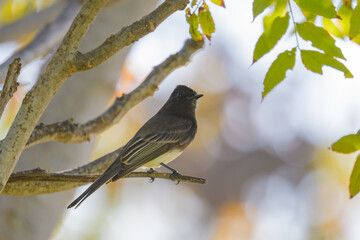Black Phoebe hanging around Liberty Station