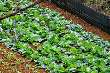 A field of green vegetables including broccoli and lettuce