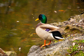 Anas platyrhynchos mallard duck, gliding across pond, perfect depiction wildlife in motion, beauty waterfowl in natural habitat, nature protection