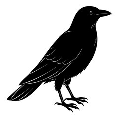 Crow Silhouette vector silhouette