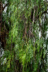 A tree with green leaves and branches