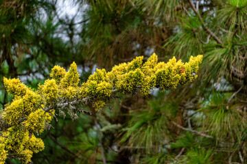 A tree branch with yellow leaves is shown in a forest