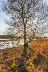 Bare tree at the edge of the water in a Dutch nature reserve at the beginning of the winter season. The low sun is right behind the tree and casts a sharp shadow on the ground.