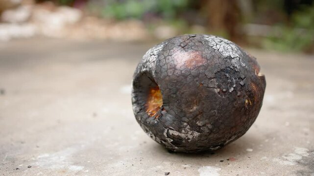 Roasted Breadfruit 100fps
