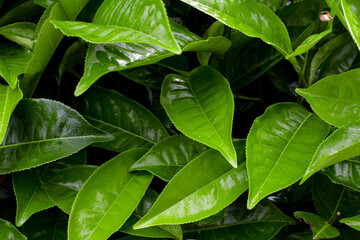green leaves background