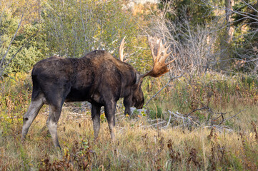 Bull Moose During the Fall Rut in Grand Teton National Park Wyoming