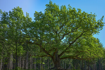 A huge oak tree in the summer in a forest near the Finnish town of Lohja: Paavola oak, Lohjansaari. © ROMAN BELIAKOV