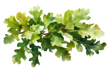 Watercolor painting of an oak tree branch with intricate details