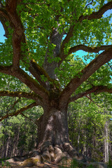 A huge oak tree in the summer in a forest near the Finnish town of Lohja: Paavola oak, Lohjansaari.
