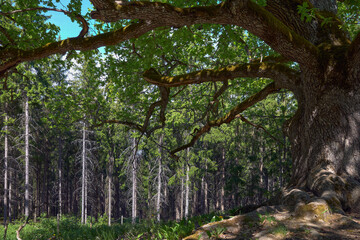 A huge oak tree in the summer in a forest near the Finnish town of Lohja: Paavola oak, Lohjansaari.