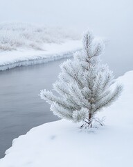 Frosty Pine Tree by Winter River: Snowy Landscape Photography