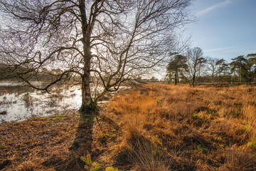 Bare tree at the edge of the water in a Dutch nature reserve at the beginning of the winter season. The low sun is right behind the tree and casts a sharp shadow on the ground.